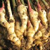 Rushan ginger